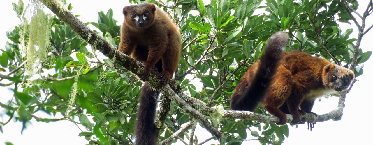 Two red bellied lemurs in tree in Madagascar