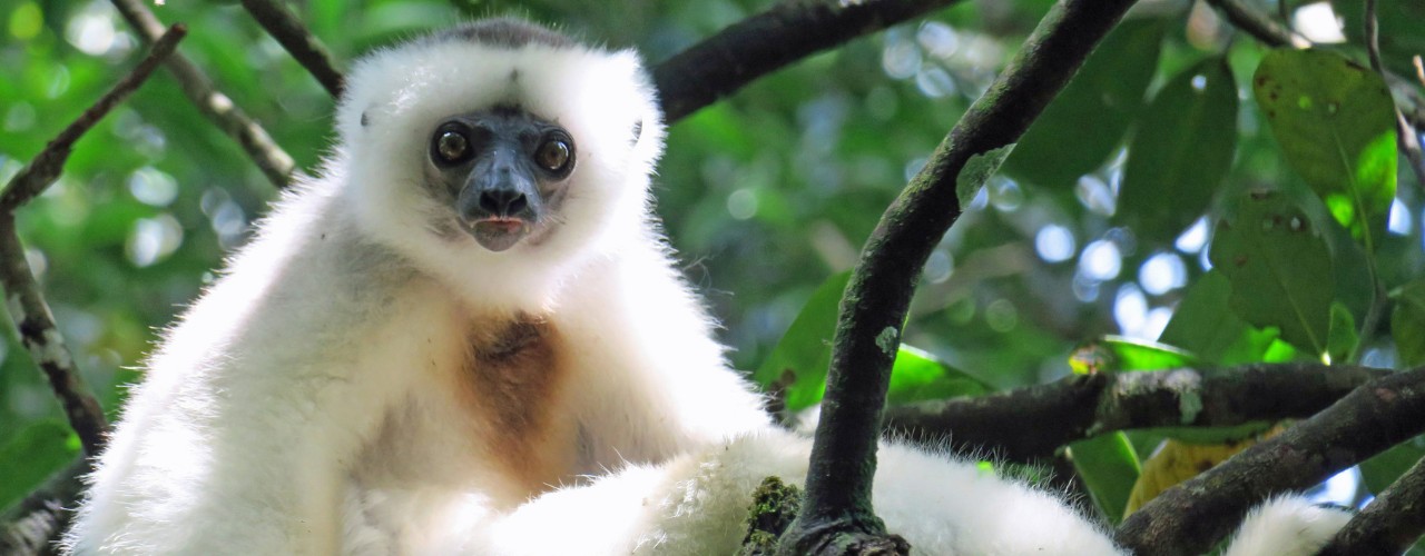 Silky Sifaka in tree in Madagascar