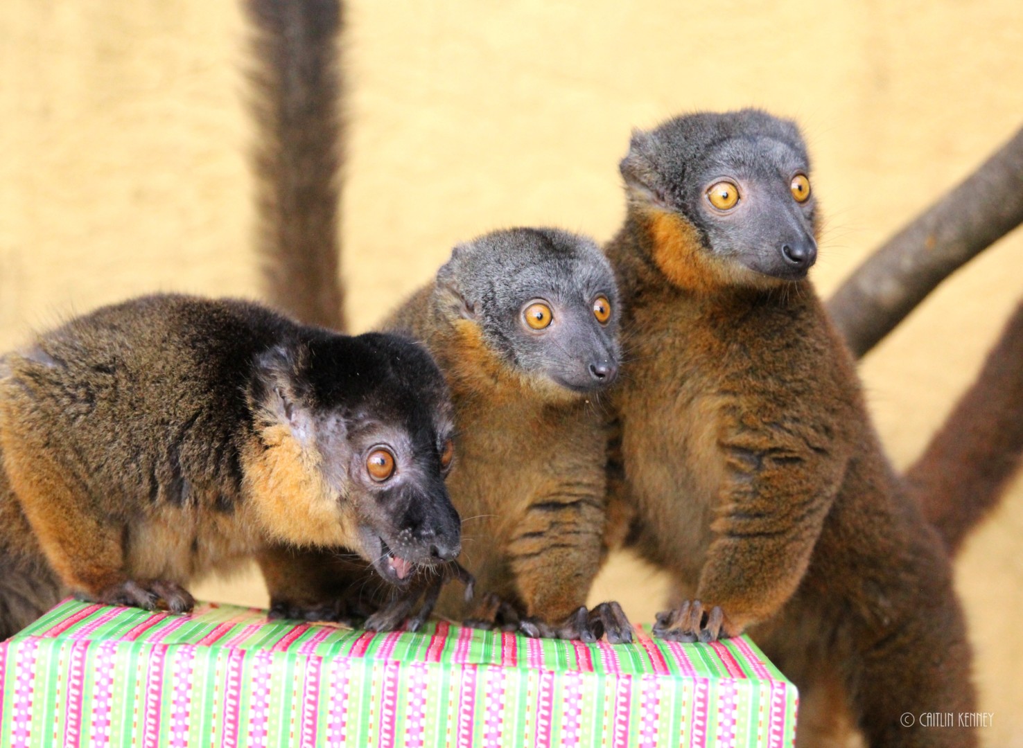 Antoine, Isabelle & Jolene 12-24-2018 (3) Three collared brown lemurs with holiday enrichment