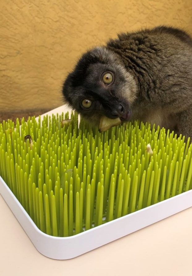 Common Brown lemur eating food out of plastic puzzle feeder