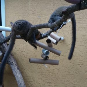 Cardboard Tube Hanging- Bimbini & Rosalita Two mongoose lemurs play with cardboard tube enrichment