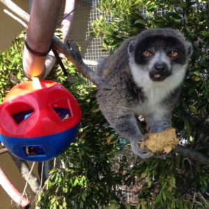 E. mongoz- Kikeli 2 Mongoose lemur eating diet retrieved from plastic puzzle feeder