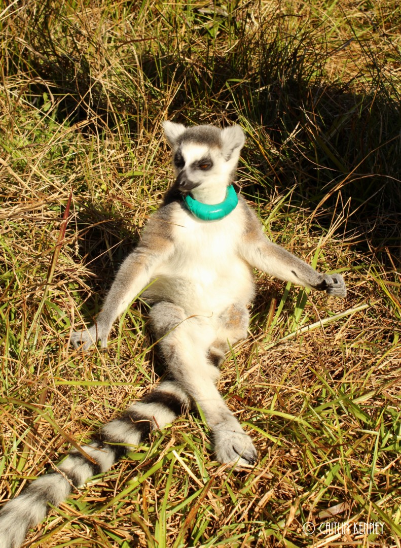 Goose 2-6-16 young ring-tailed lemur sits and basks in the sun
