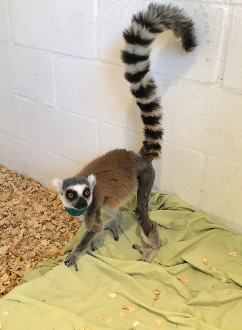 IMG_6734b Ring-tailed lemur with shaved leg stands on dog bed