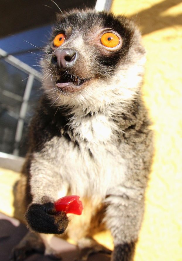 Julieta 12-23-2018 (1) Mongoose lemur female eating cranberry sauce enrichment