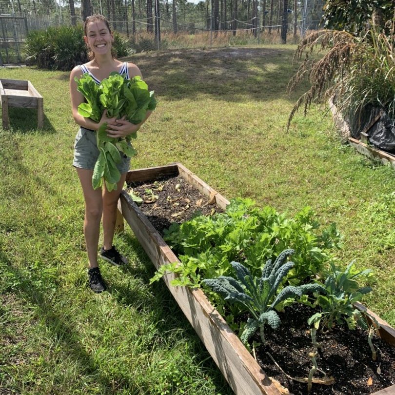 Lettuce 02-2020 LCF Staff harvest lettuce grown on-site for the lemurs