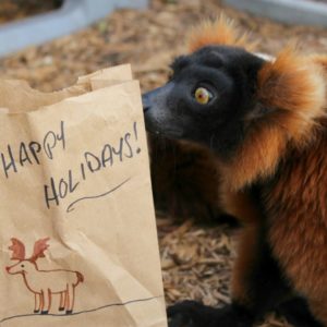 Tsikey 12-14-14 (4) Red ruffed lemur investigates paper bag enrichment