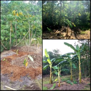 Banana Circle Compost method