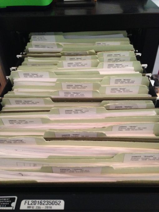 office 3 File cabinet drawer full of lemur medical files
