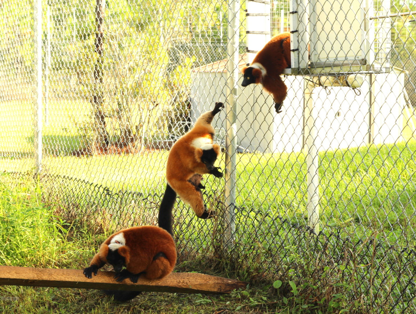 Red ruffed lemurs clinbing down chain link fencing