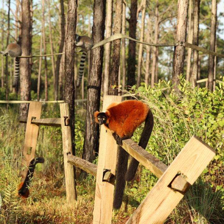 A single young red ruffed lemur stands on split rail fencing with ring-tailed lemurs int he background