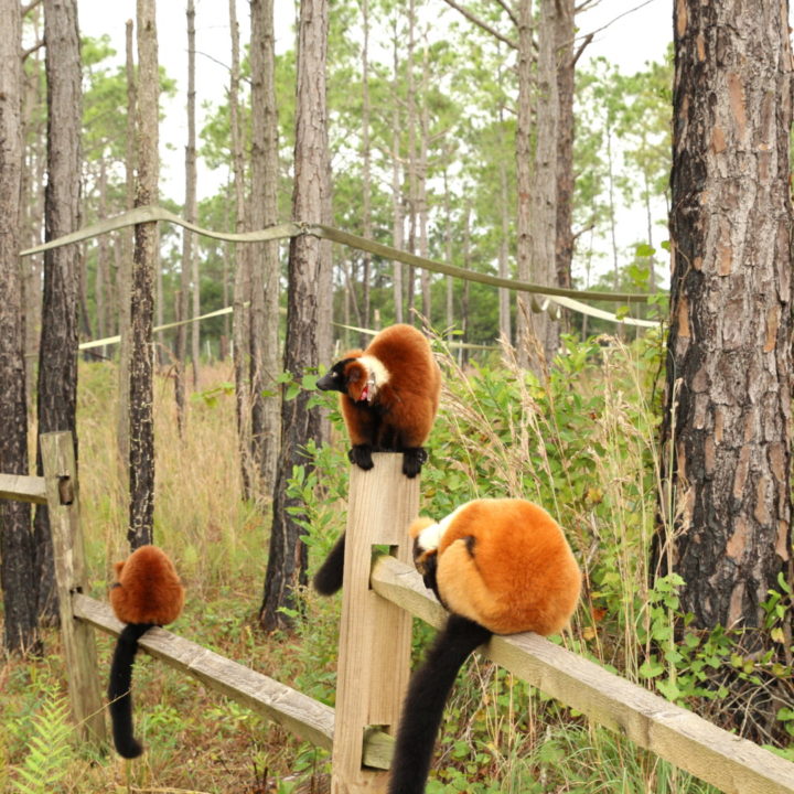 Group of red ruffed lemurs sitting on split rail fencing