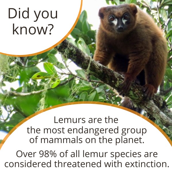 Lemur Fact