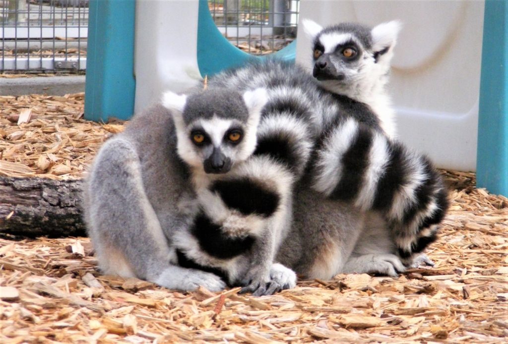 Ring-tailed lemurs Schaefer and Medella huddling together on ground