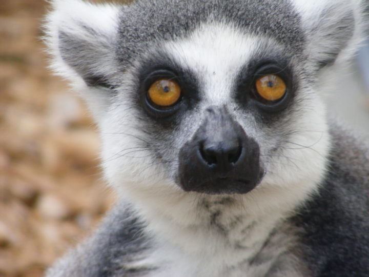 Ring-tailed lemur male Schaefer looking at camera