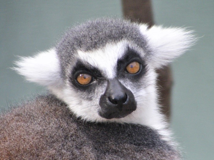 Ring-tailed lemur female Medella looking at camera