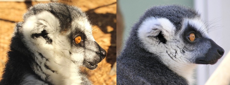 Female ring-tailed lemur Medella before and after weight loss pictures