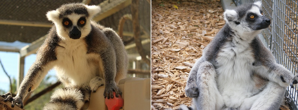 Male ring-tailed lemur Schaefer before and after weight loss photos