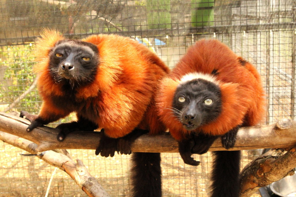 Red ruffed lemur male Hazo on left and female Aviavy on right