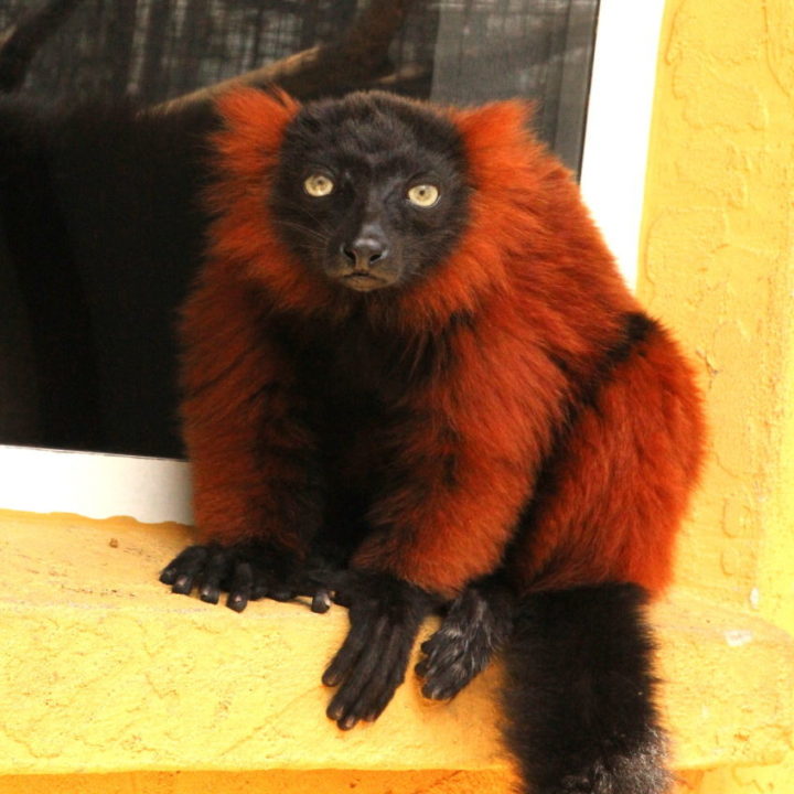 Red ruffed lemur female Aviavy (formerly Ruby)