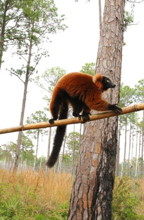 Young red ruffed lemur Frezy climbing branch in forest