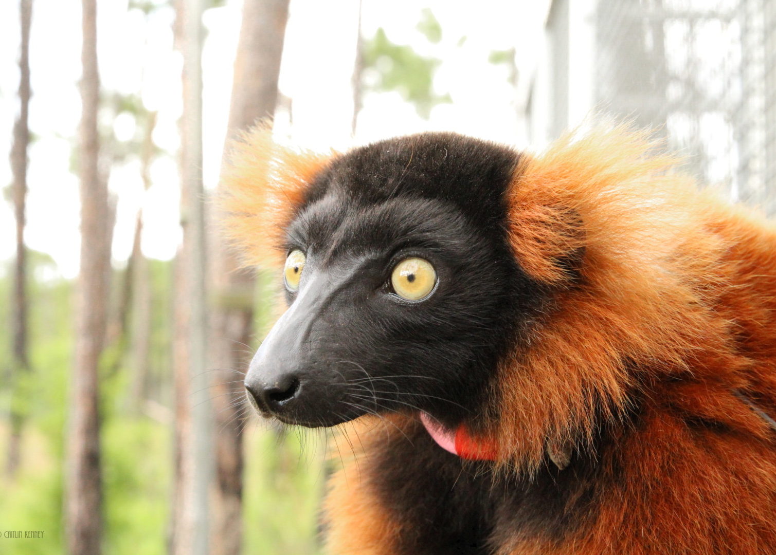 Profile of red ruffed lemur Frezy