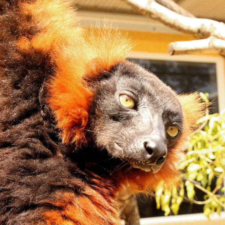 Red ruffed lemur Hazo (formerly Indy)