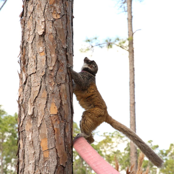 mongoz forest 1 Mongoose lemur female climbing a tree in the forest