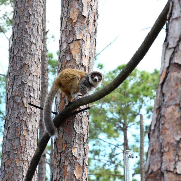 mongoz forest 4 Female mongoose lemur climbing branching in forest habitat