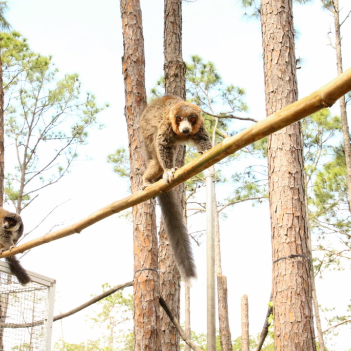 mongoz forest 6 Two mongoose lemurs climb branching in forest habitat