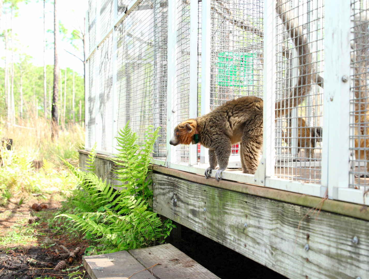 mongoz forest 8 Male mongoose lemur Felix looks out of front door of shelter into forest habitat