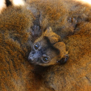 IMG_5345b copy Collared lemur infant clings to mom Isabelle