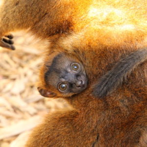 IMG_5451b copy Collared lemur infant wrapped around mom's abdomen