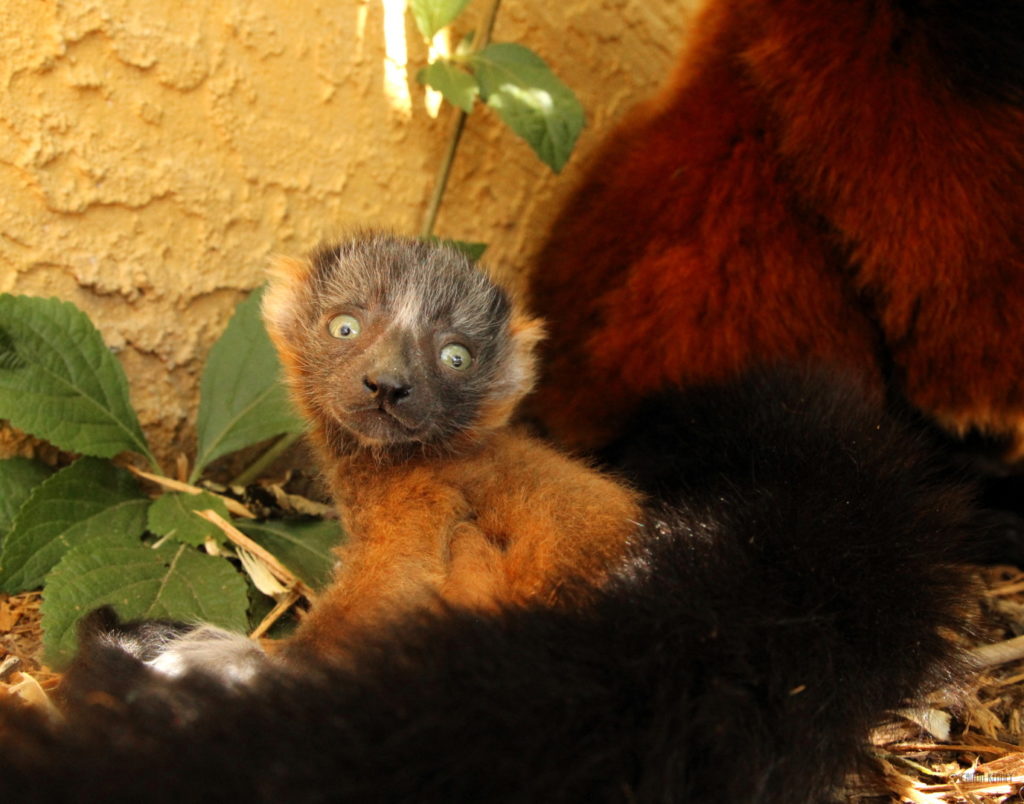 Smallest red ruffed lemur triplet sitting next to mom Zazabe