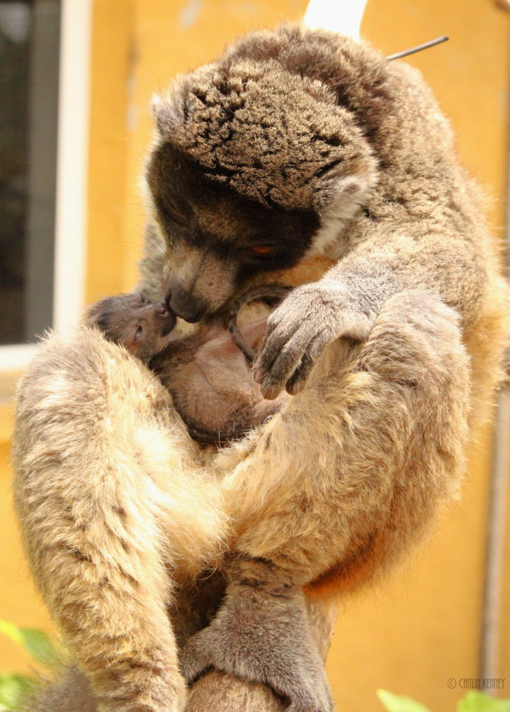 Mongoose lemur mom is nose to nose with infant on her belly