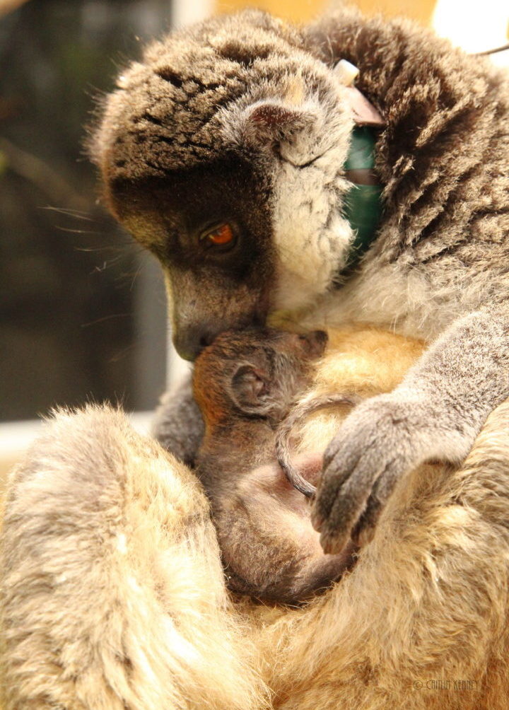 Mongoose lemur mom grooms infant on her belly