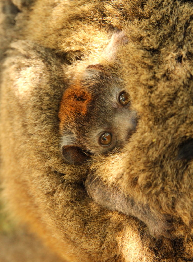 Leena infant Critically endangered infant mongoose lemur clings to it's mother