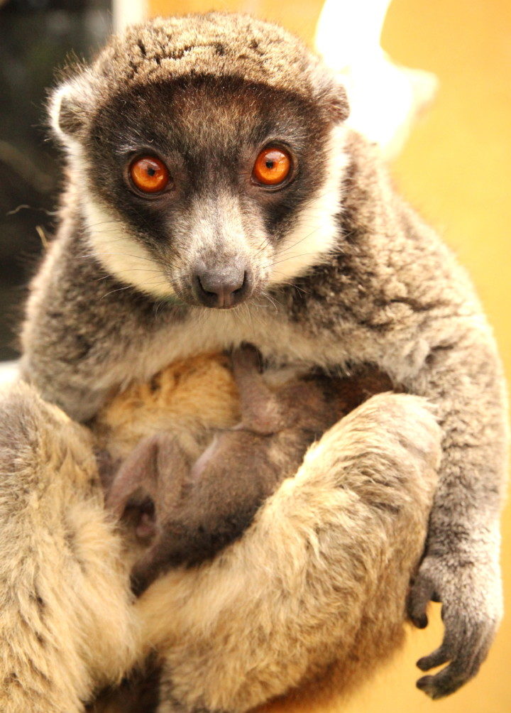 Mongoose lemur mom looks at camera with infant on her belly