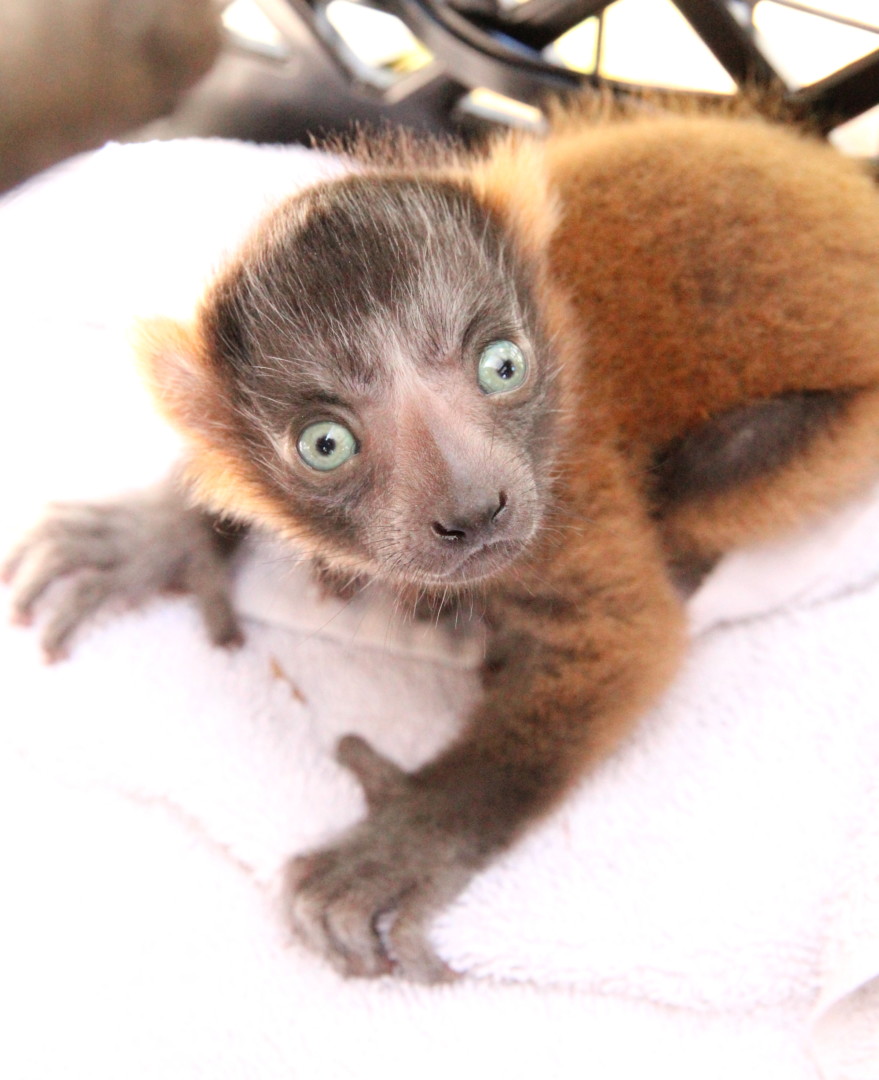 Red ruffed infant sitting in outdoo nest box