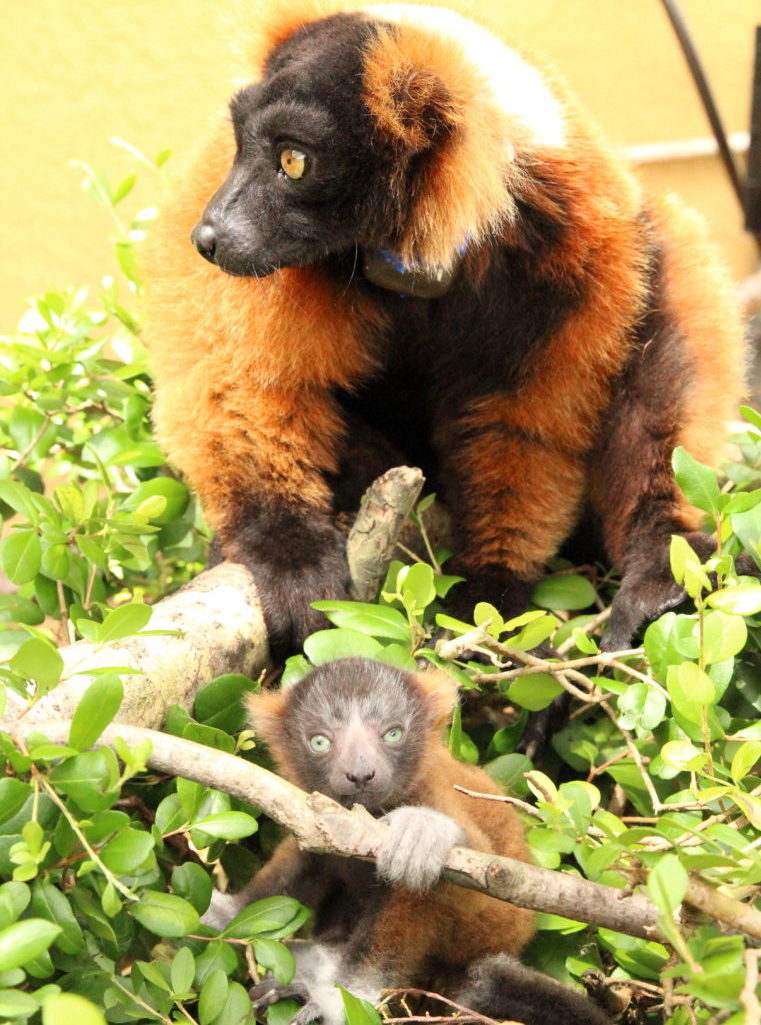 Red ruffed infant sits in bush with father behind her