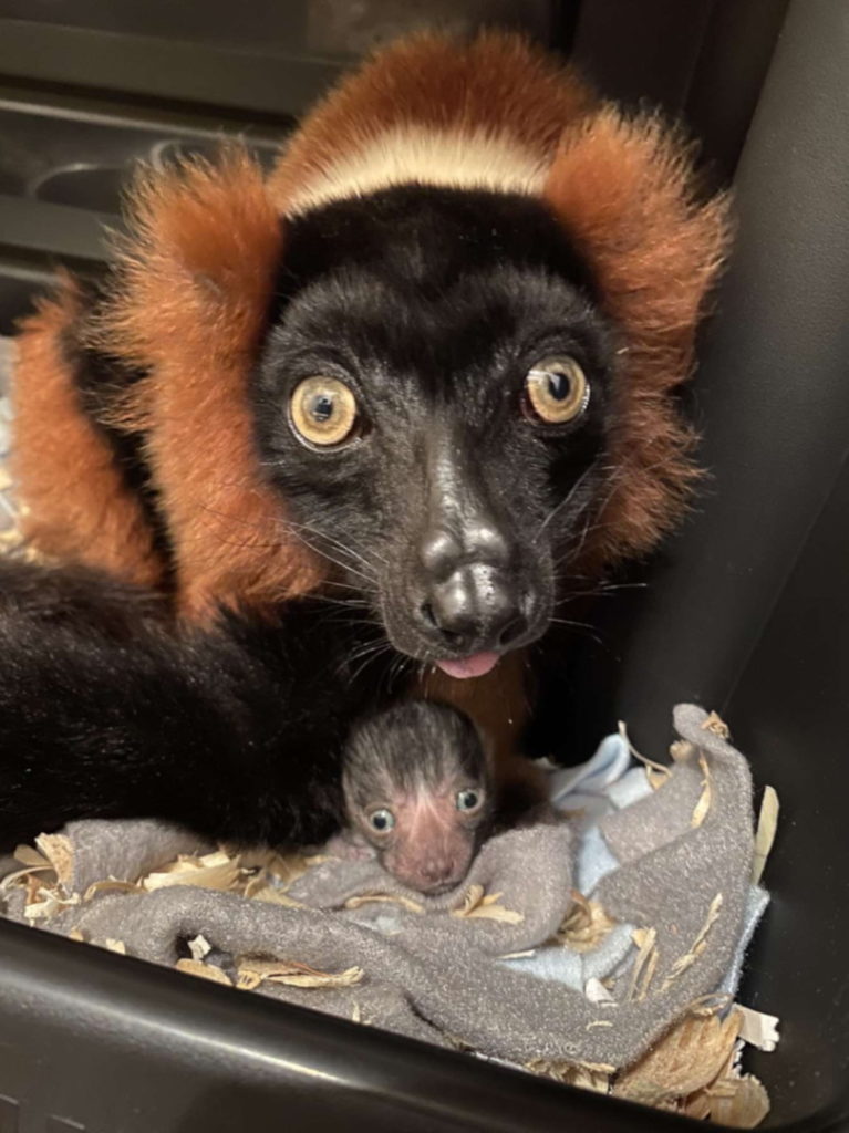 Mother red ruffed lemur sits over infant in nest box