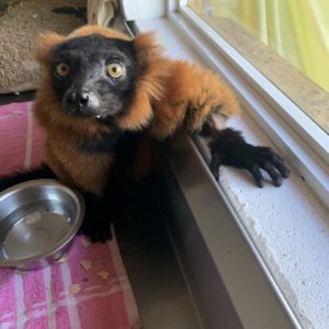 Red ruffed lemur Volana at window in customized recovery room