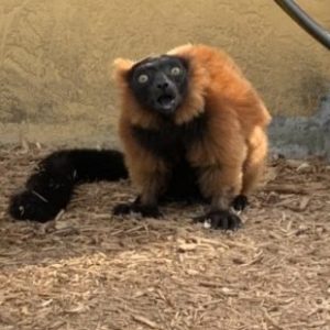 Red ruffed lemur Volana sitting on ground