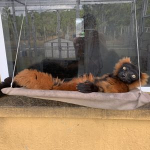 04 Red ruffed lemur Volana sitting on sunny seat (hammock)
