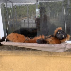 Red ruffed lemur Volana sitting on sunny seat (hammock)