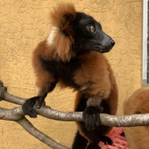 Red ruffed lemur Volana with brother on branching outside