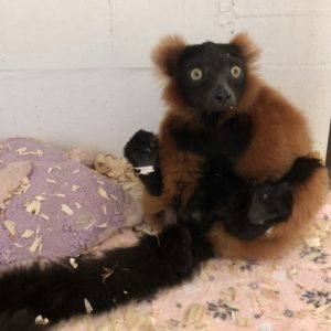 Red ruffed lemur Volana in customized recovery room