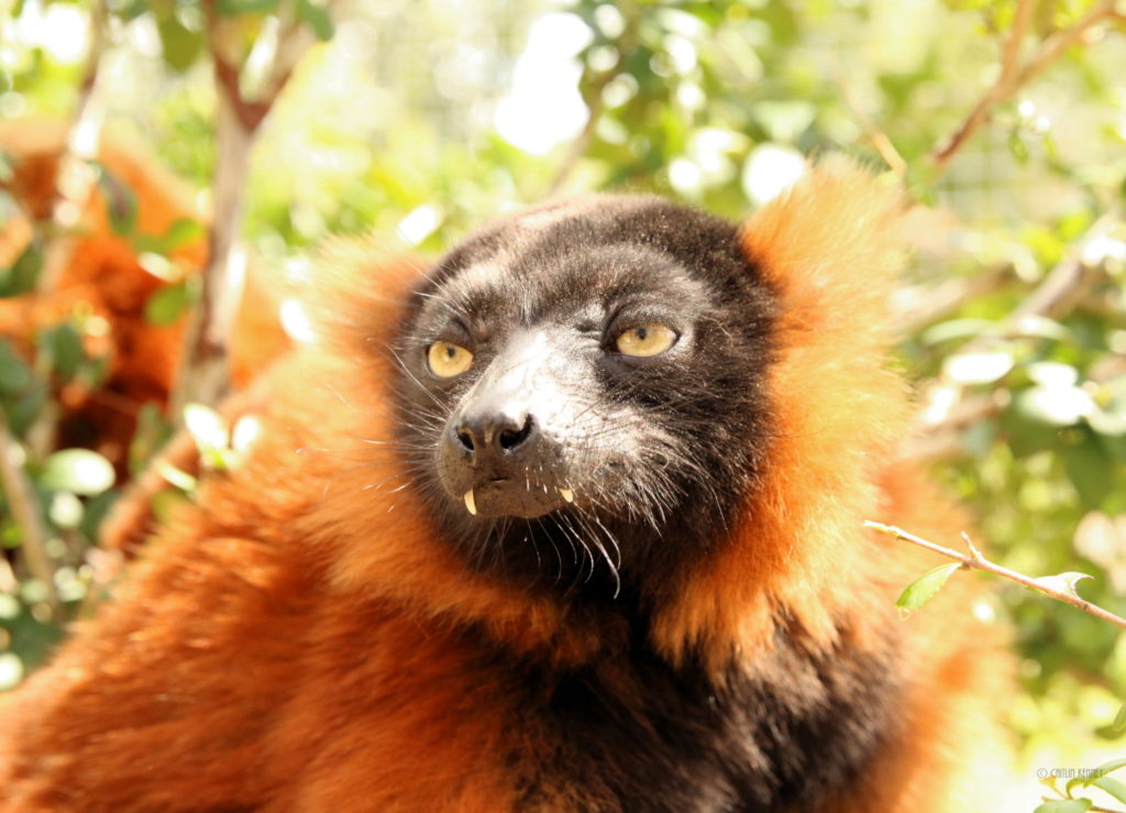 Red ruffed lemur Nify with visible canines emerging from between her lips