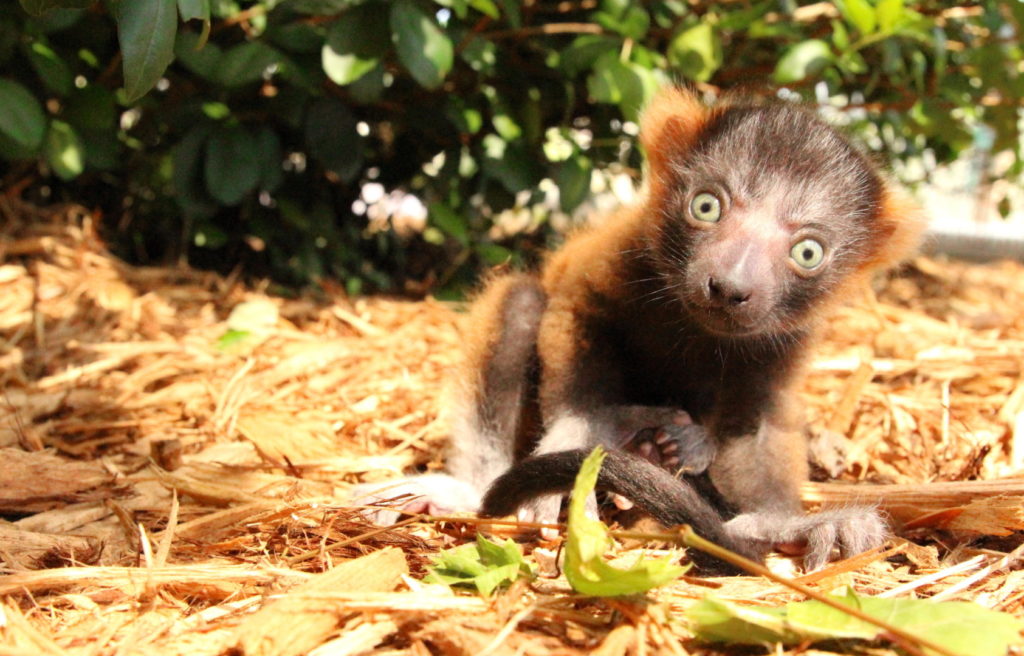 Critically Endangered Red Ruffed Lemur Born