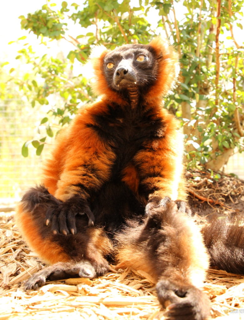 Red ruffed lemur Volana sitting on ground